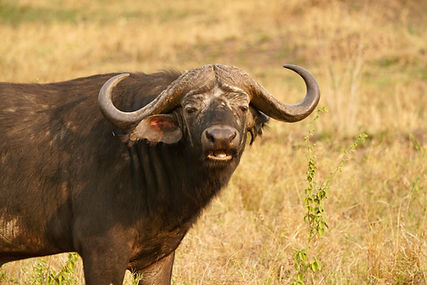 4-Day Fly-In Safari from Zanzibar to Serengeti & Ngorongoro