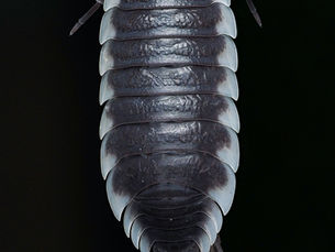 Understanding Woodlice Biology and Effective Control Methods