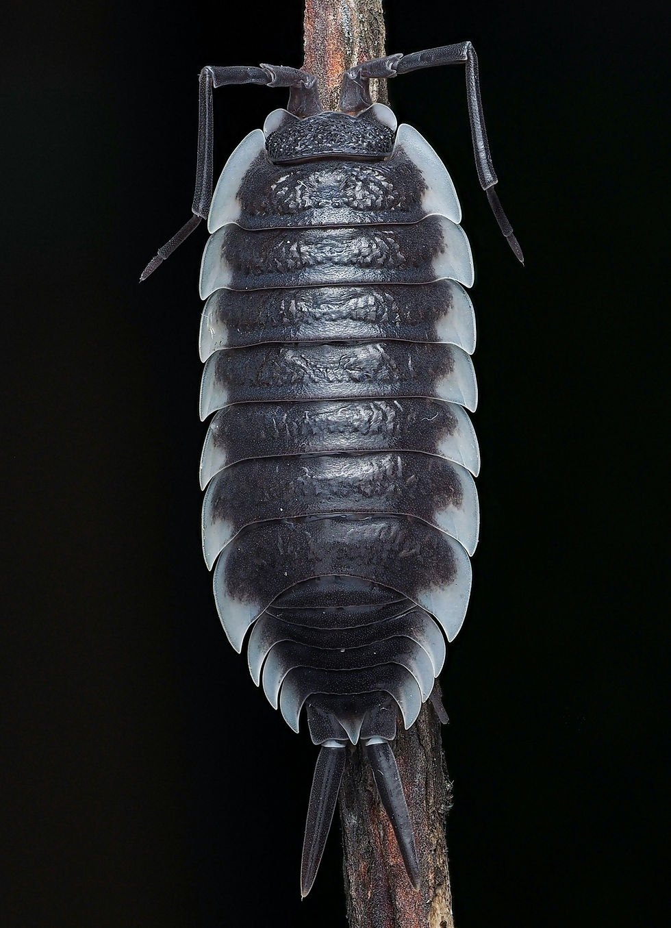 Understanding Woodlice Biology and Effective Control Methods