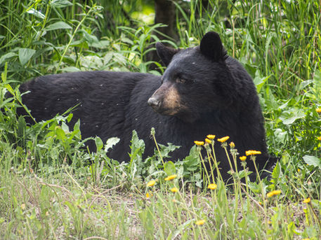 Black Bear