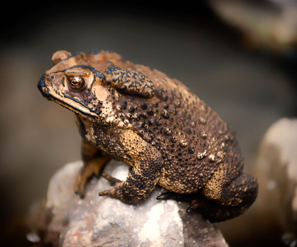 Biological Control: The Disasters and Triumphs of Biodiversity Manipulation
