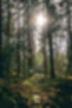 Image by Razvan Mirel