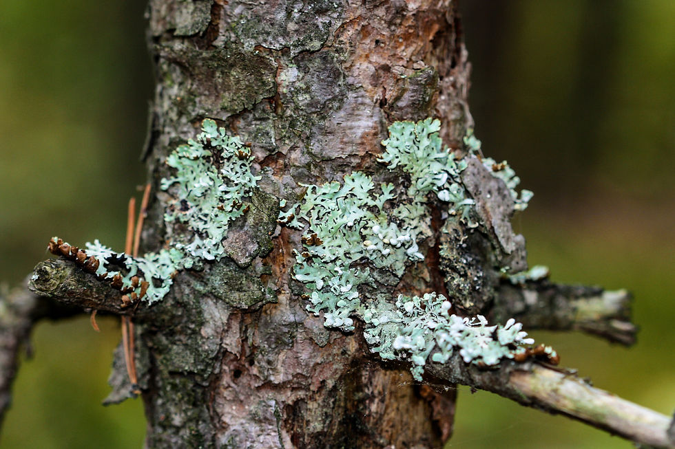 Moss and Lichens