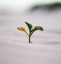 Image by Jeremy Bishop