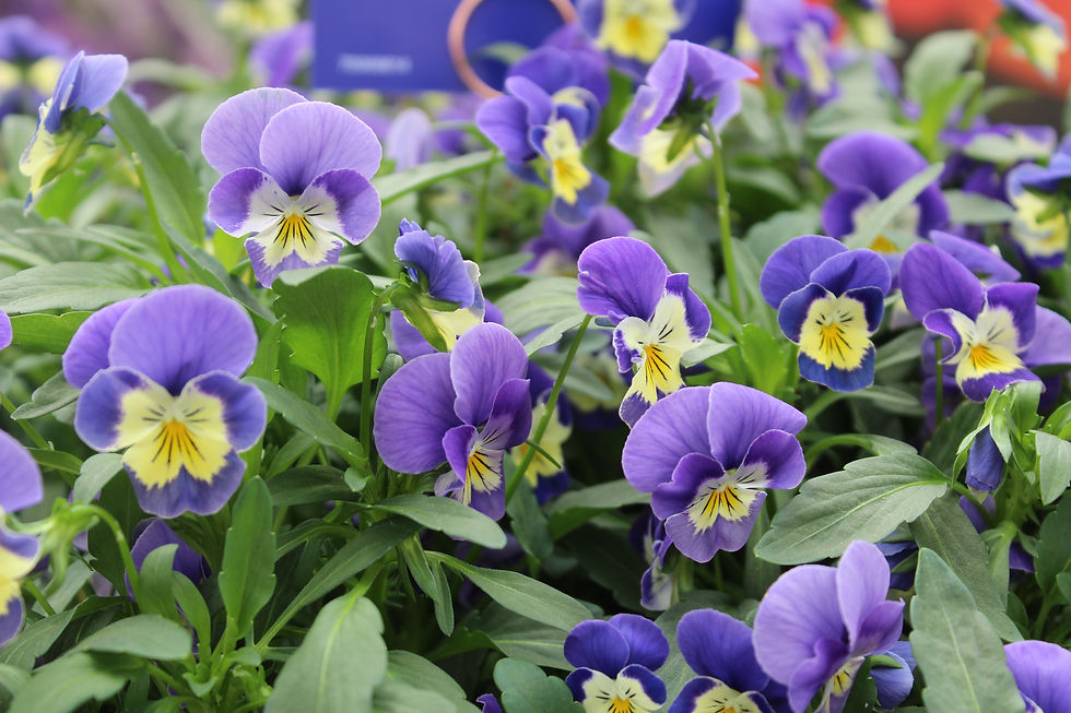 Pansy