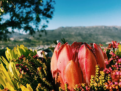 Image by Montseng Ntabejane