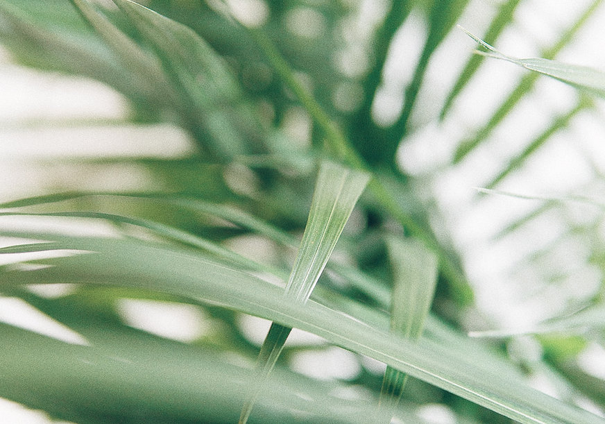 Image by Alex Perri