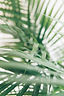 Image by Alex Perri