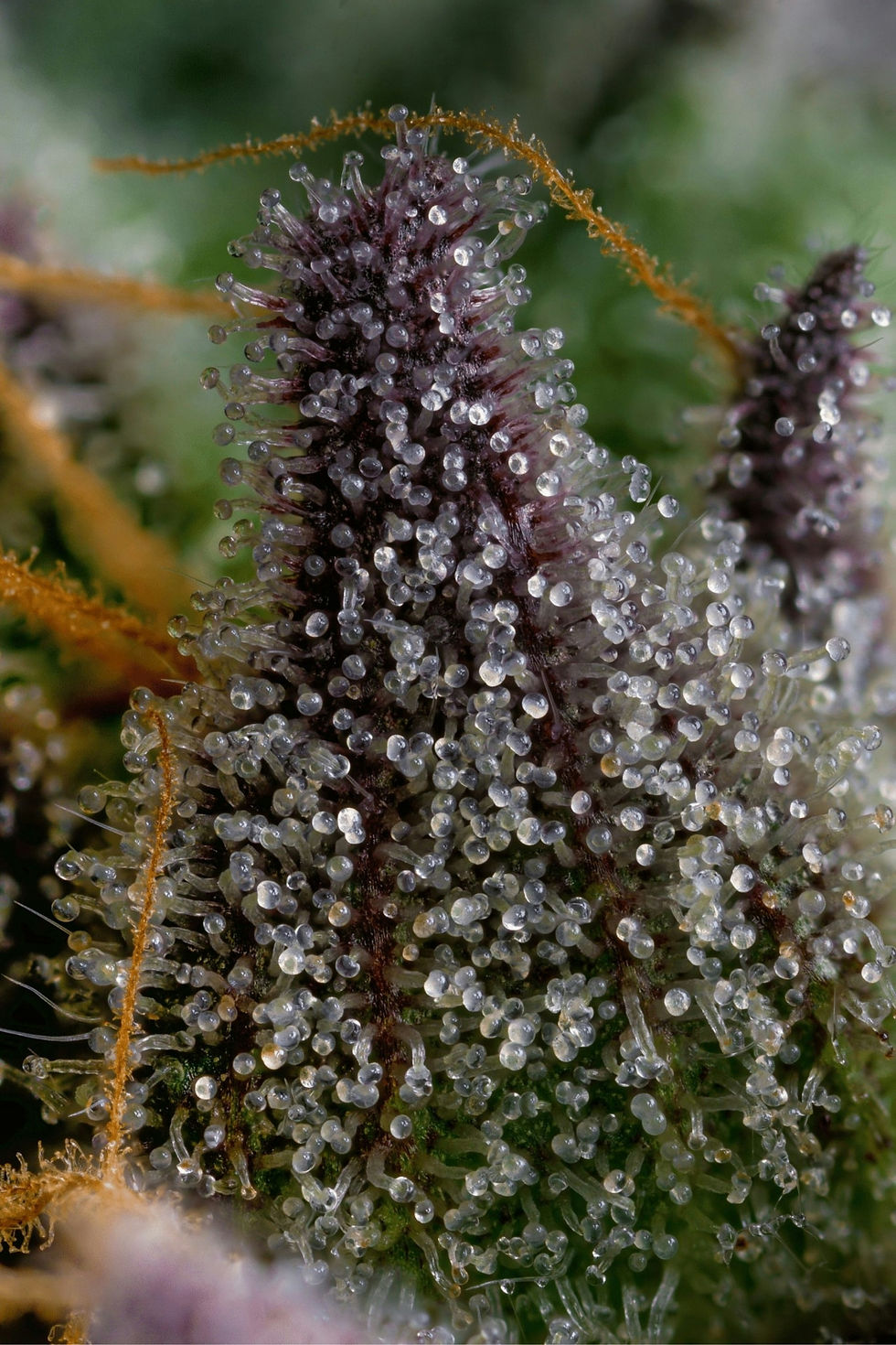 Image by Premium Cultivars