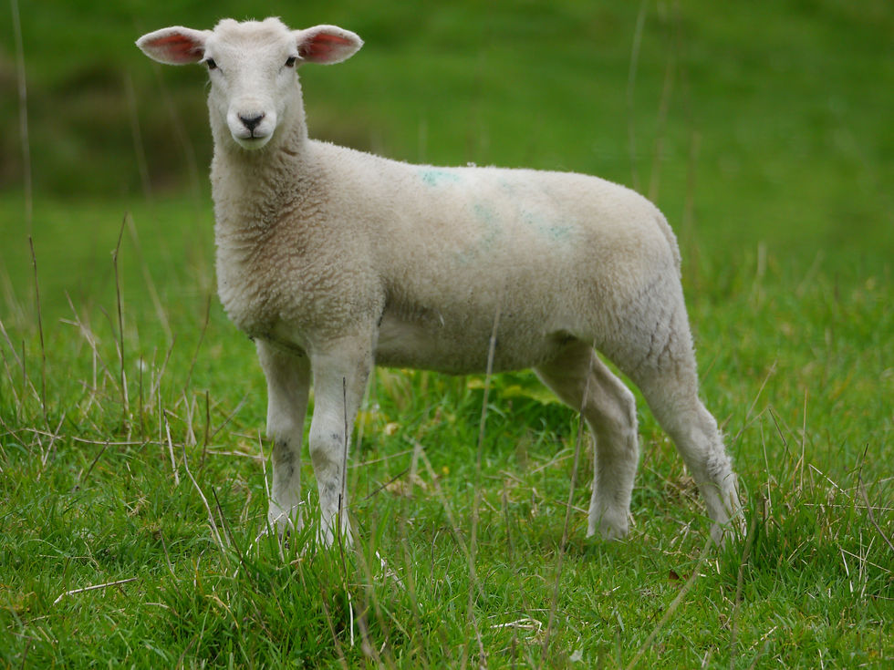the Lamb