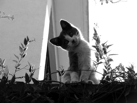 image by German Rodriguez