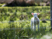 Have We Become Moral Relativists About Gentleness?