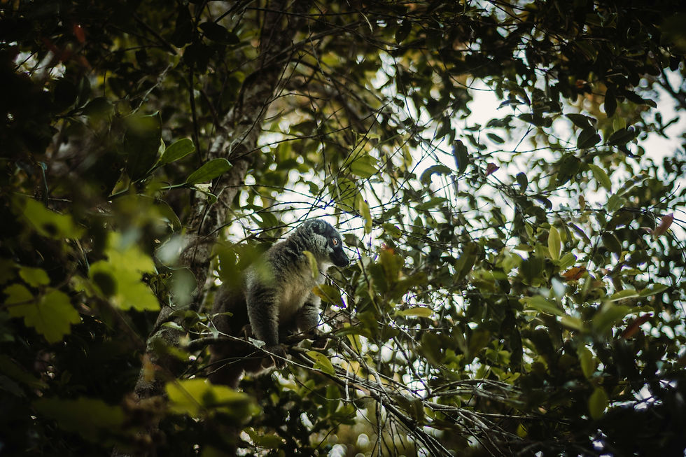 High integrity voluntary carbon credits from Tropical rainforests in Bealanana and Befandriana, Sofia, Madagascar