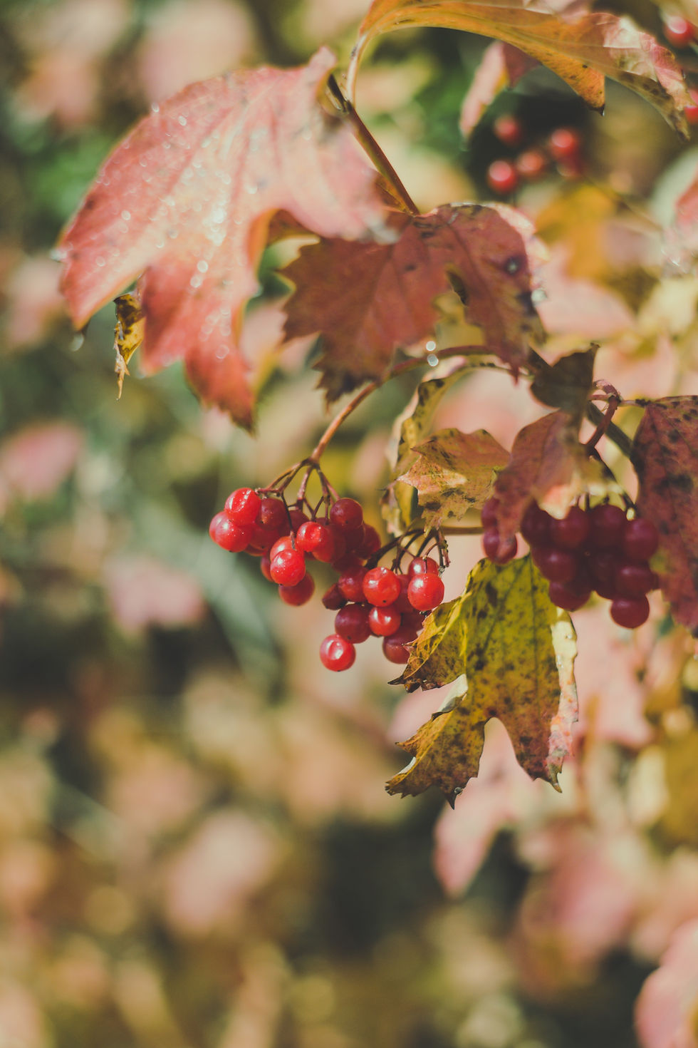 Viburnum lantana (unspash)