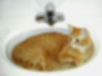 Sollten Katzen gebadet werden?