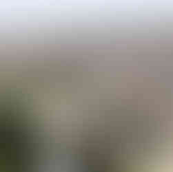 A close-up view of the white limestone houses and pine trees nestled into the hills of Nazareth.