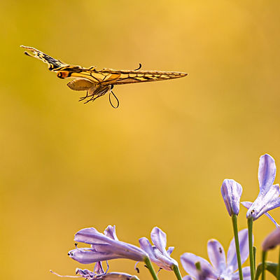 Image by Birger Strahl
