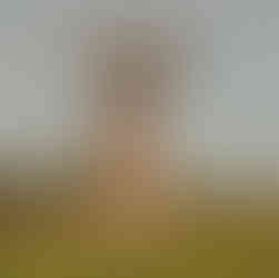 A Boab tree stands tall on a summer's day in front of a row of Boab trees in the background.