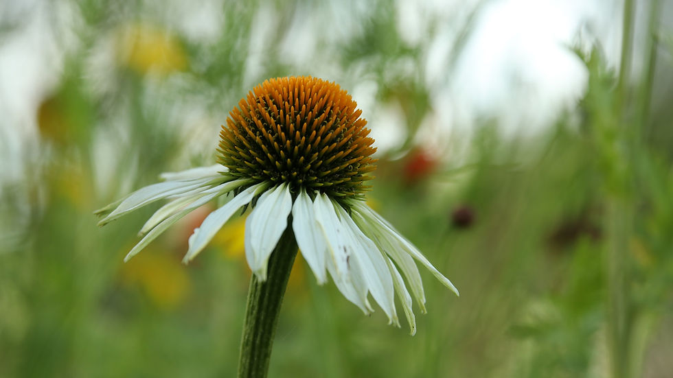 White coneflower