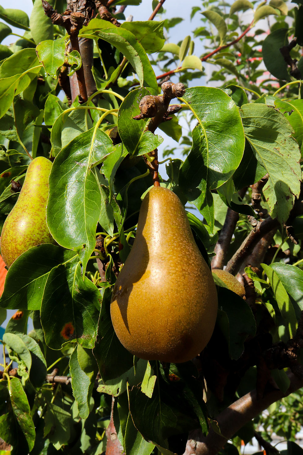 Diététique Chinoise - Poire