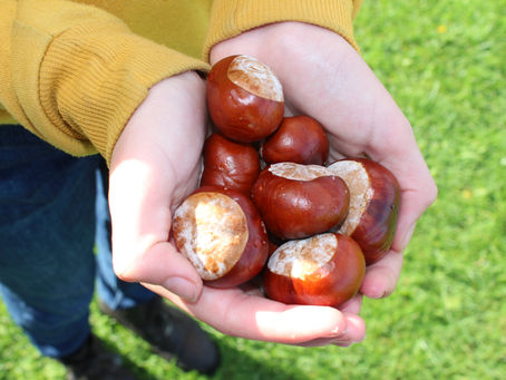 It's conker season!