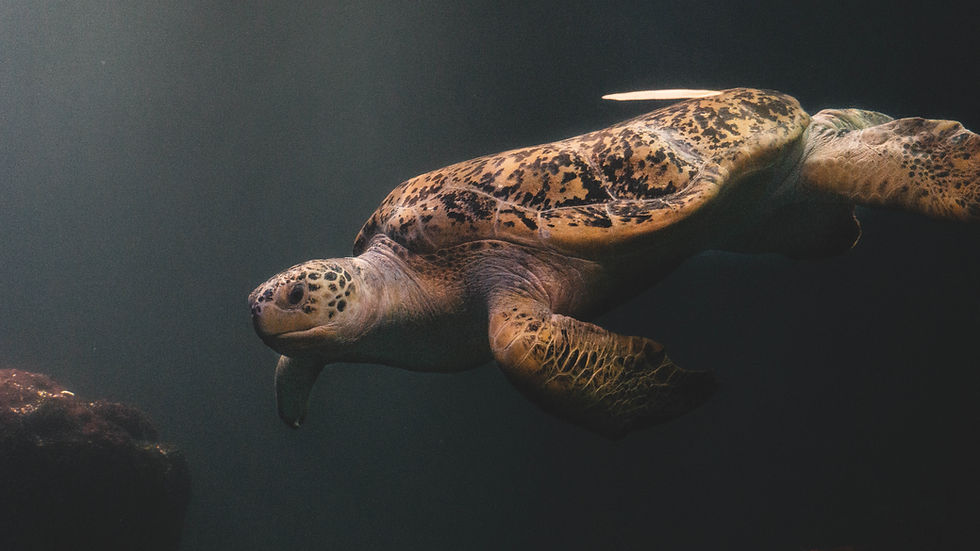 Image by Niklas Braun