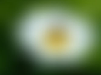 Noch eine Krise...?