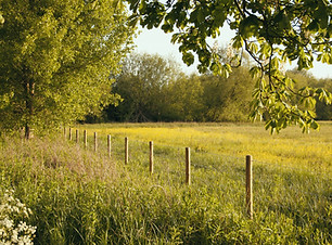 Image by Laurie Byrne