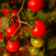 Image by Fabiana Targino