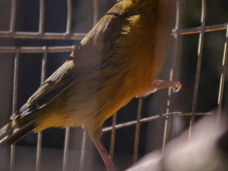 Legge regionale richiami vivi: “Regalo di fine mandato alla lobby dei cacciatori. Nostri emendamenti e opposizione in aula hanno reso meno atroce questa pratica.”