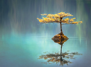Image de Faye Cornish