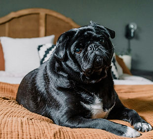 Image by Priscilla Du Preez 🇨🇦