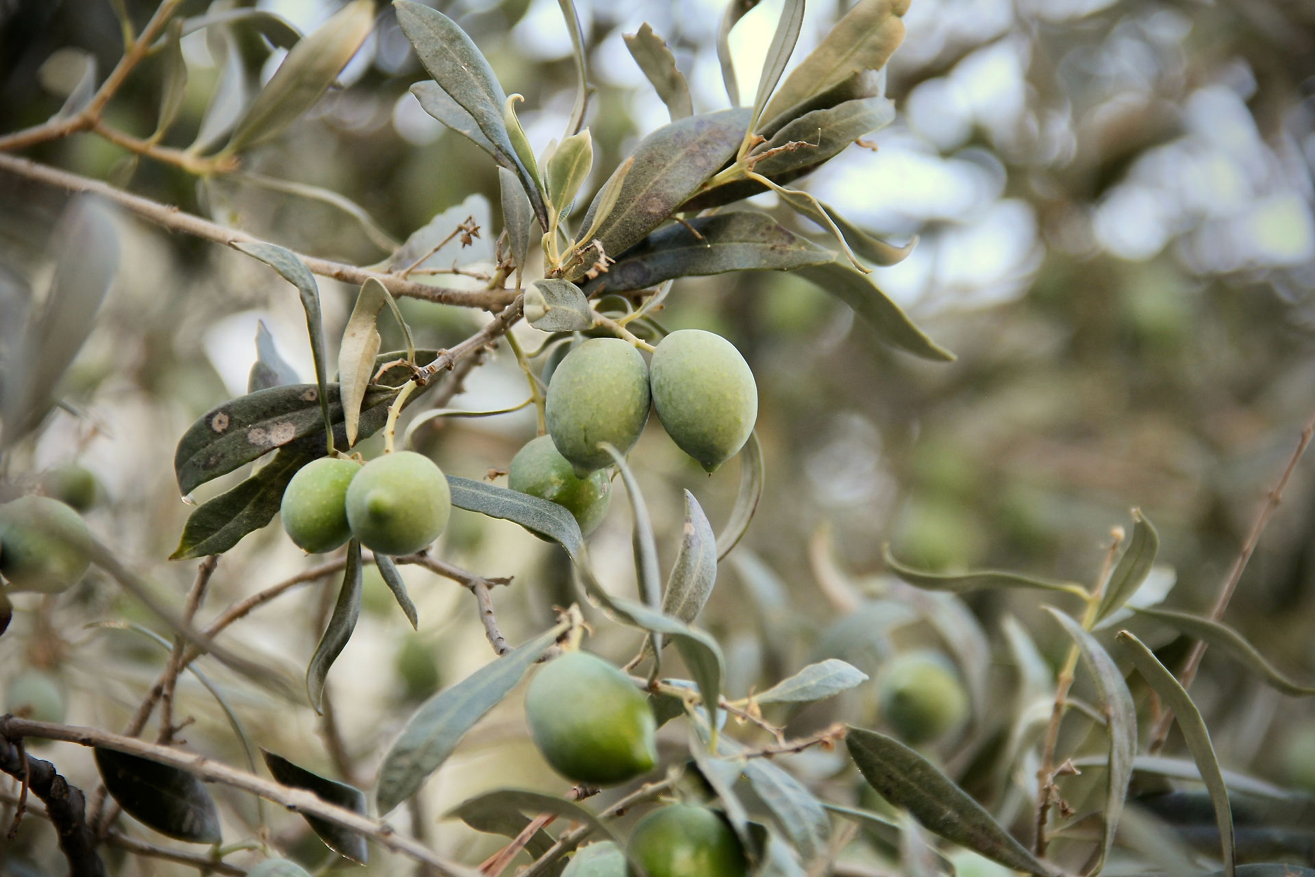 Close-up of fresh green olives ripening on an ancient olive tree, symbolizing the heritage of the Mount of Olives.