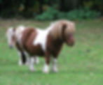 Paint a Pony