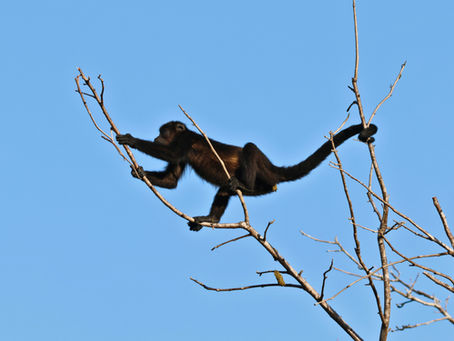 Letting Go of the Vine Traction Toolbox Part 8 of 8