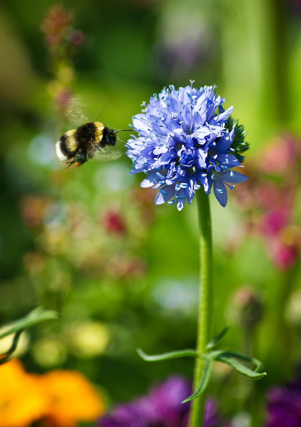 Bumblebee approaching a bright blue bachelor's button flower, gathering nectar and pollen.