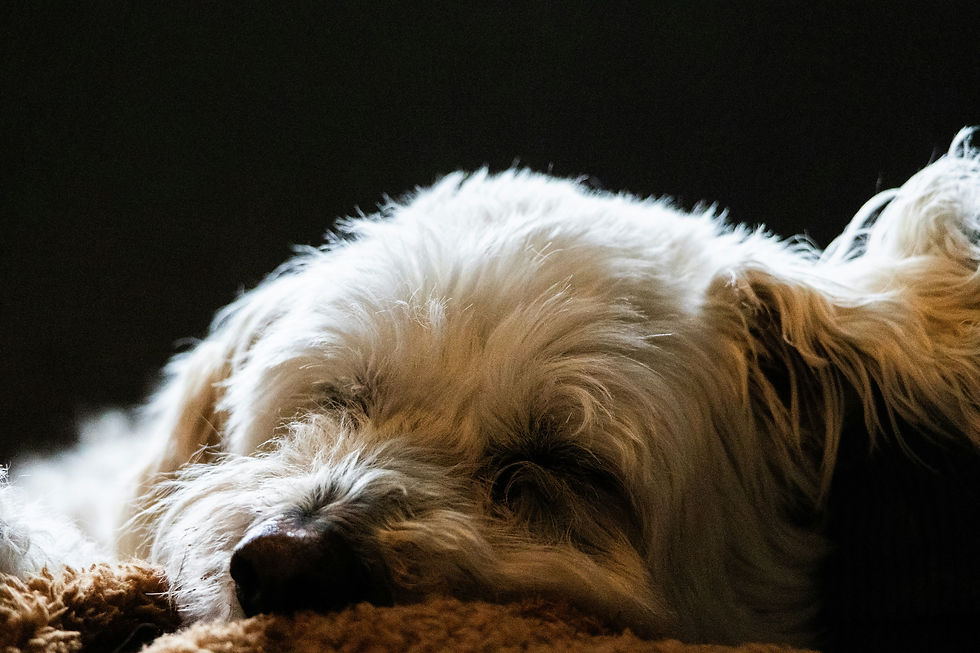 Navigating the Emotional Turmoil: Tips for Preparing Your Family for Pet Euthanasia