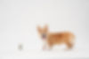 Image de fatty corgi
