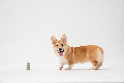 Image by fatty corgi