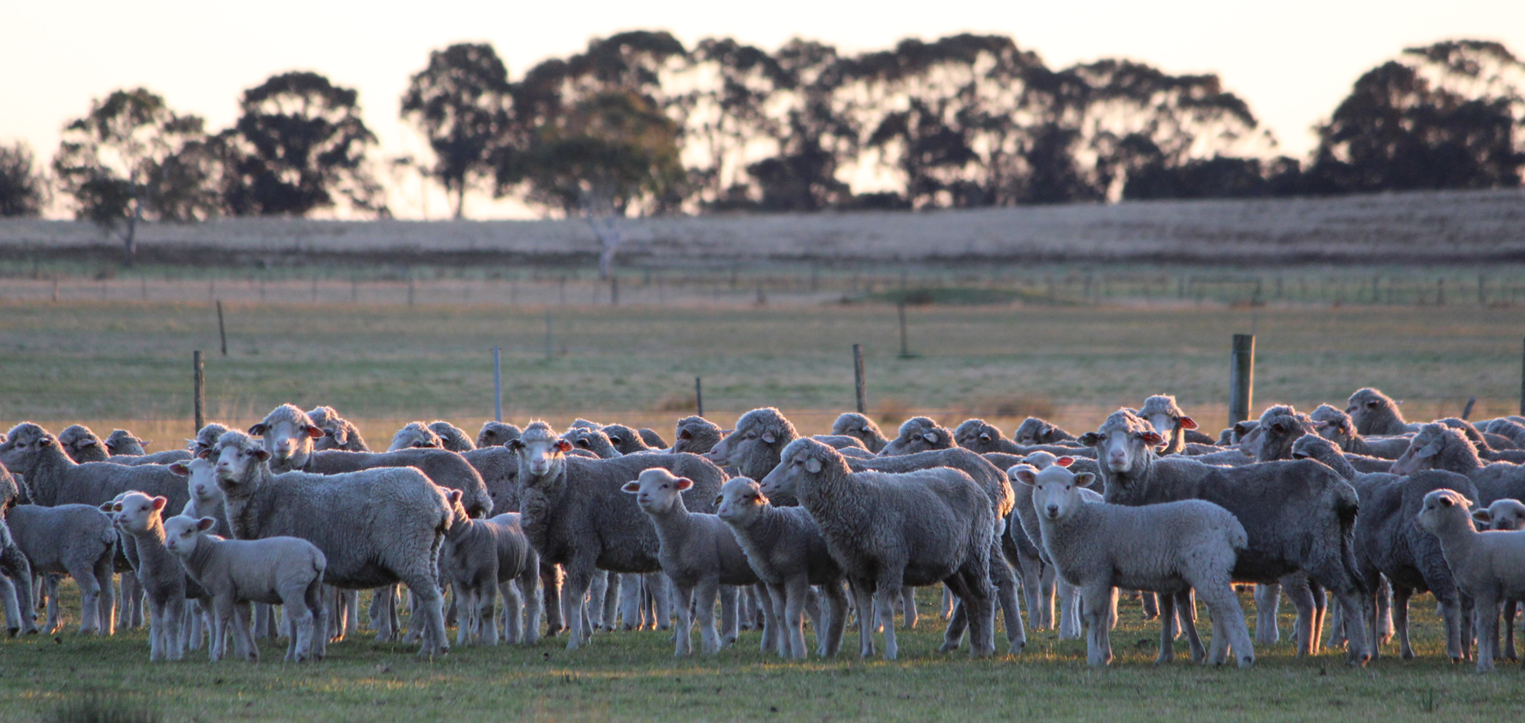 Sheep and lambs