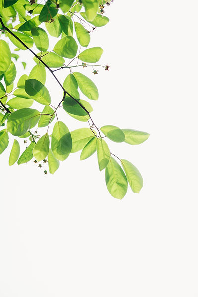植物