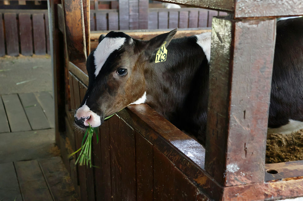 Vaca lechera en comedero con enfoque en salud bovina, rumia y eficiencia alimenticia