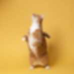 Orange cat standing on hind legs against a yellow background, looking upwards for his supplements containing eleuthero