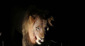 A lion lit by soft light after dark, the kind of view you get on a night safari