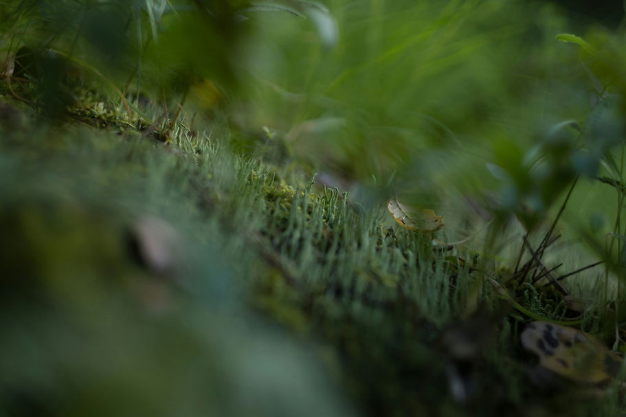 Image by Levi Meir Clancy