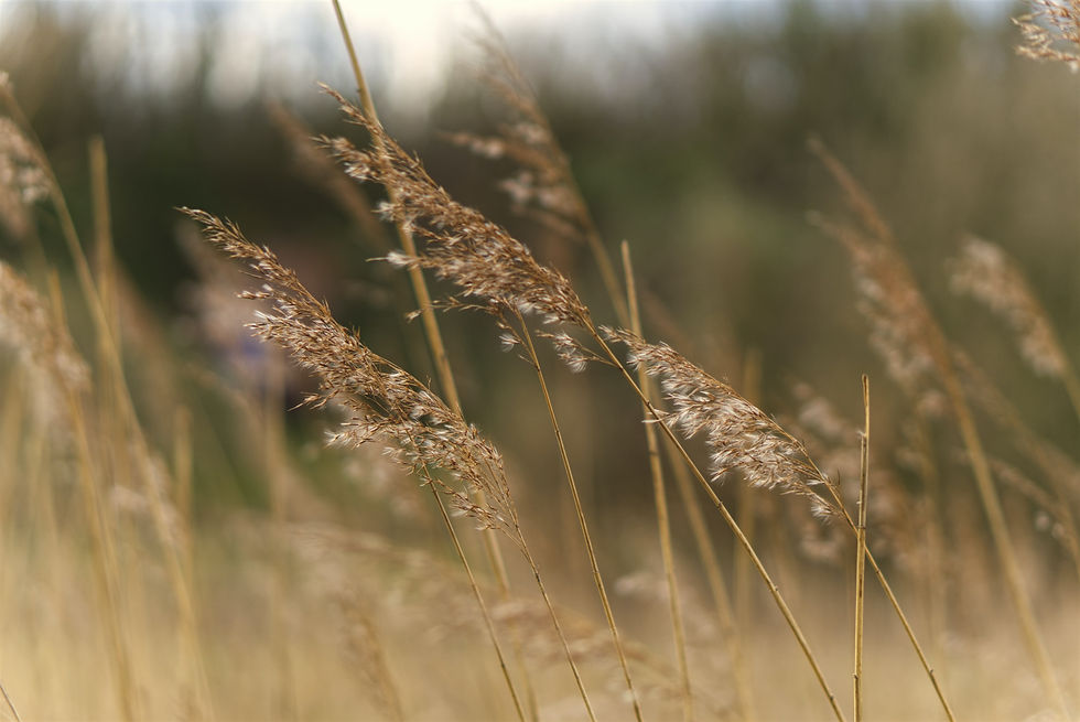 background image of wheat and green hue