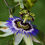 Thumbnail: Passion Flower 15g (​​​​​​​Passiflora incarnata)