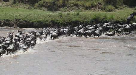 Great Migration River Crossing, Serengeti