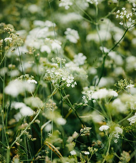 Image by Kristaps Ungurs