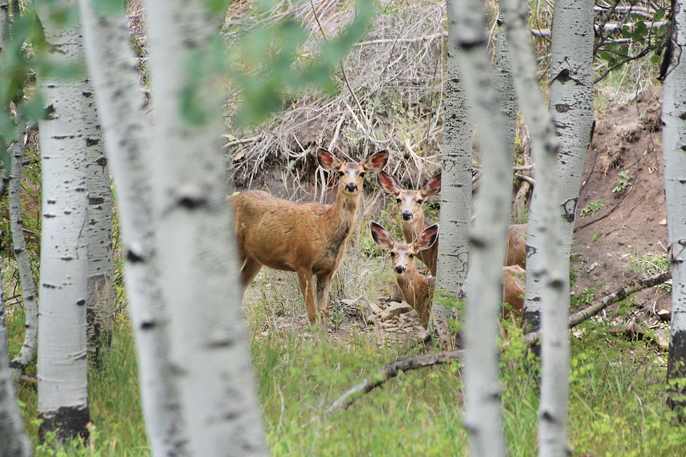 Three deer stand among white aspen trunks in a forest, alert and watching the camera.